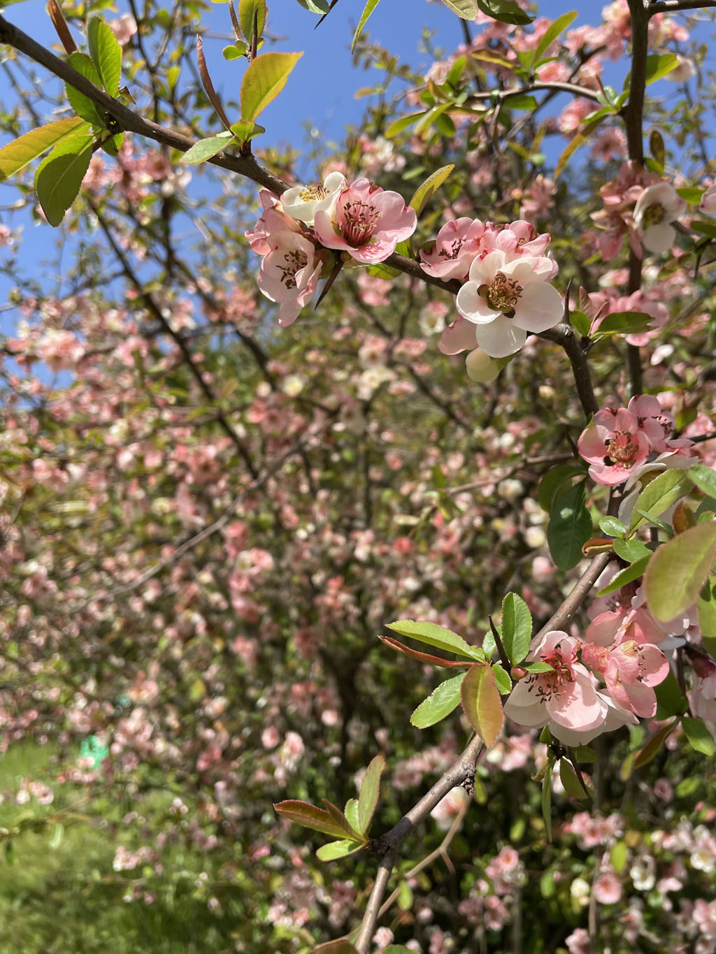 Apple flowers