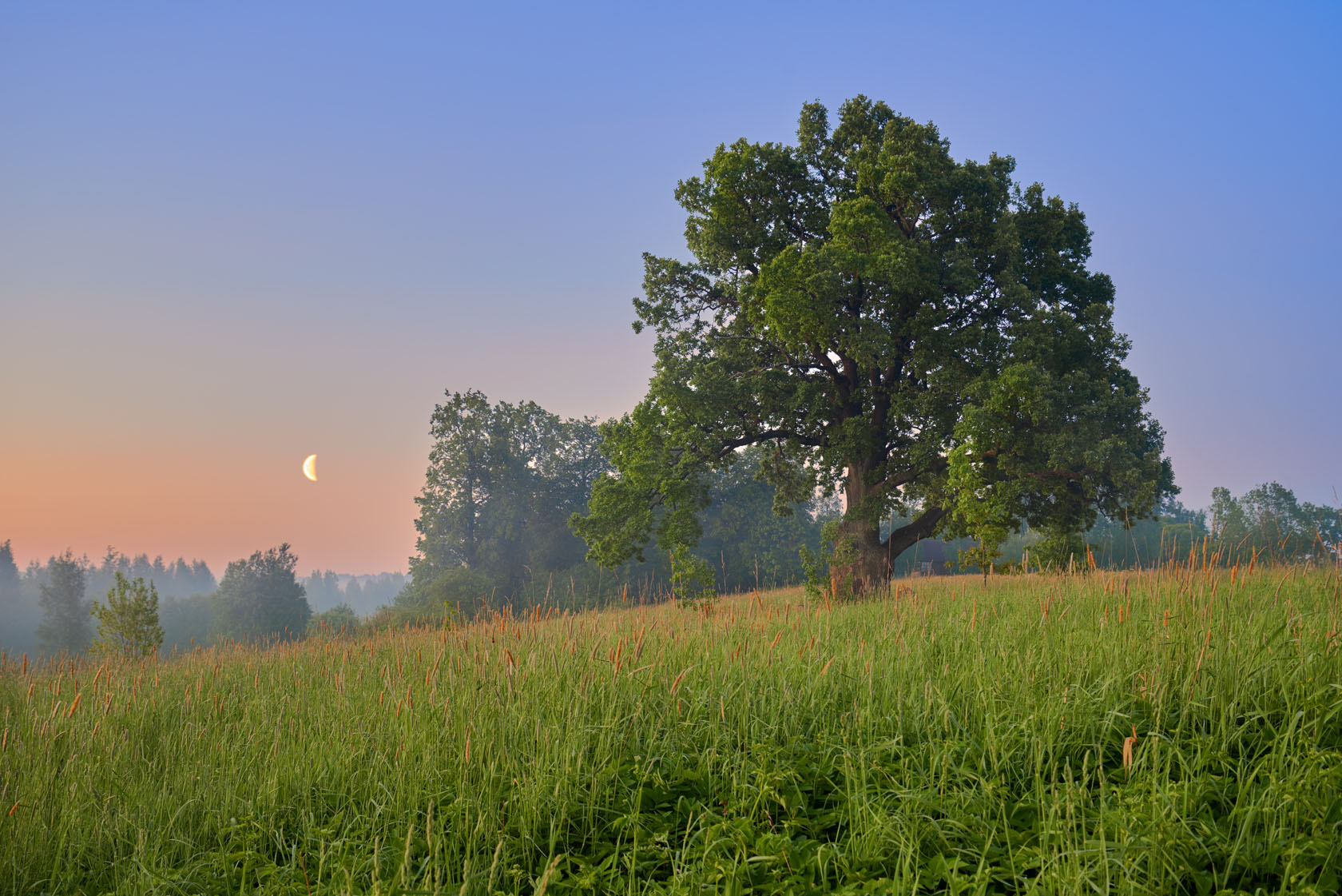 Oak and moon