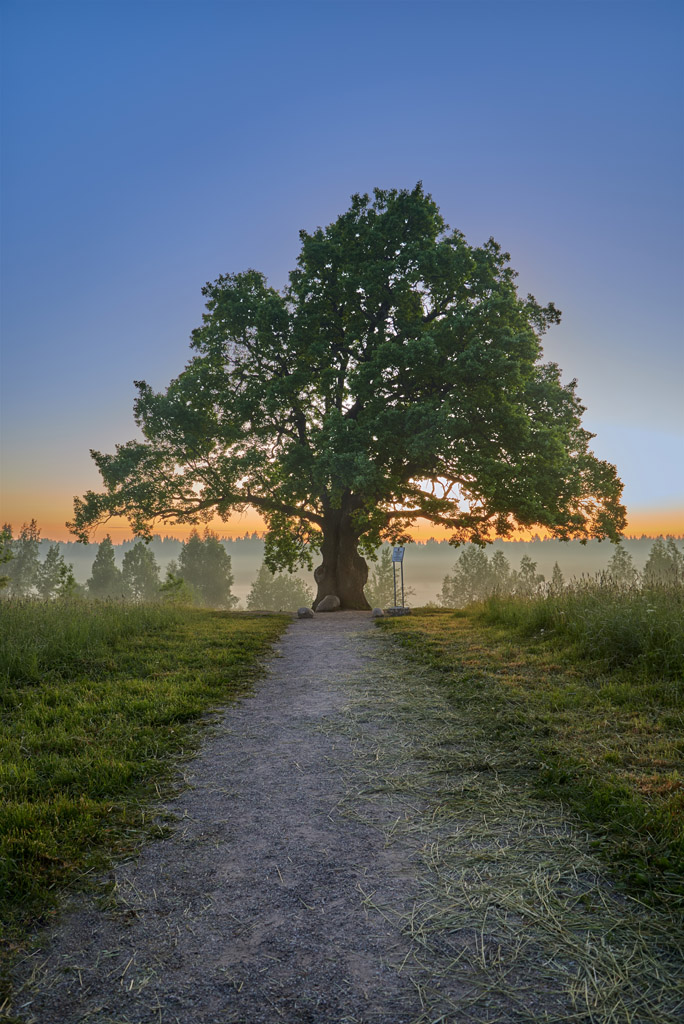 Oak vertikal